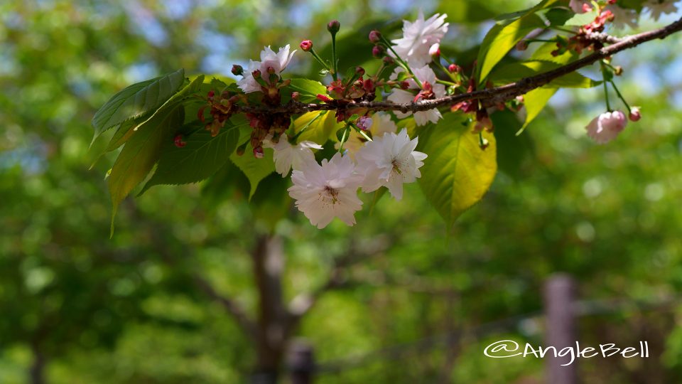 ナラノヤエザクラ 奈良の八重桜