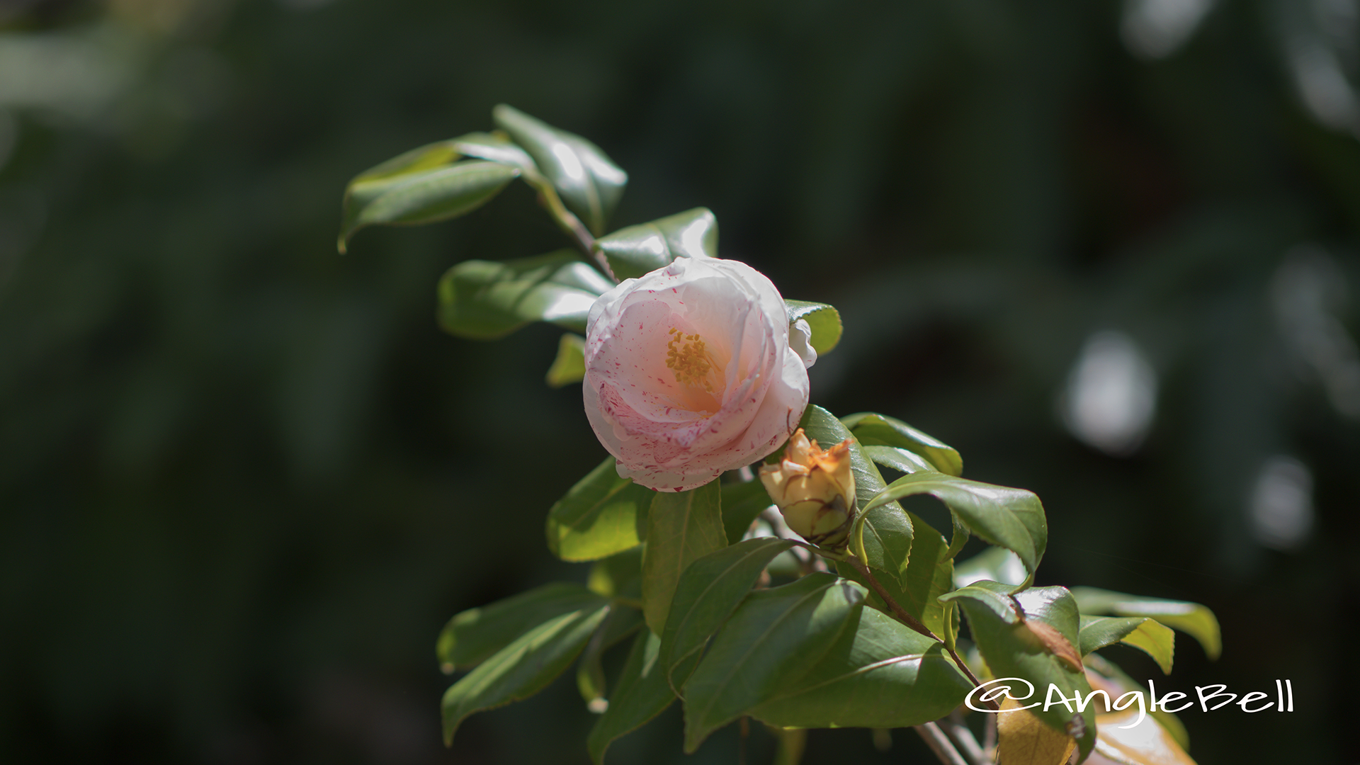 ベティ・フォイ・サンダース Flower Photo1