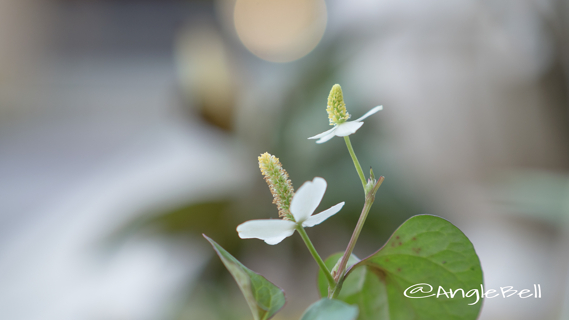 ドクダミ Flower Photo1