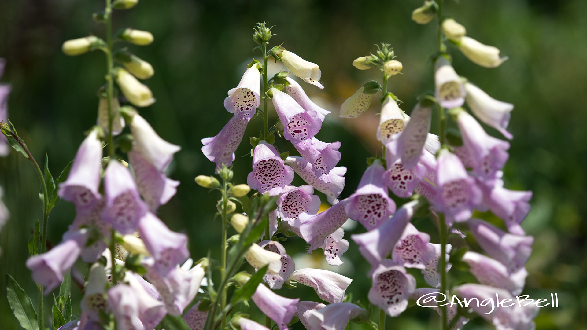 ホタルブクロ 蛍袋 Flower Photo3ジキリタス？？？