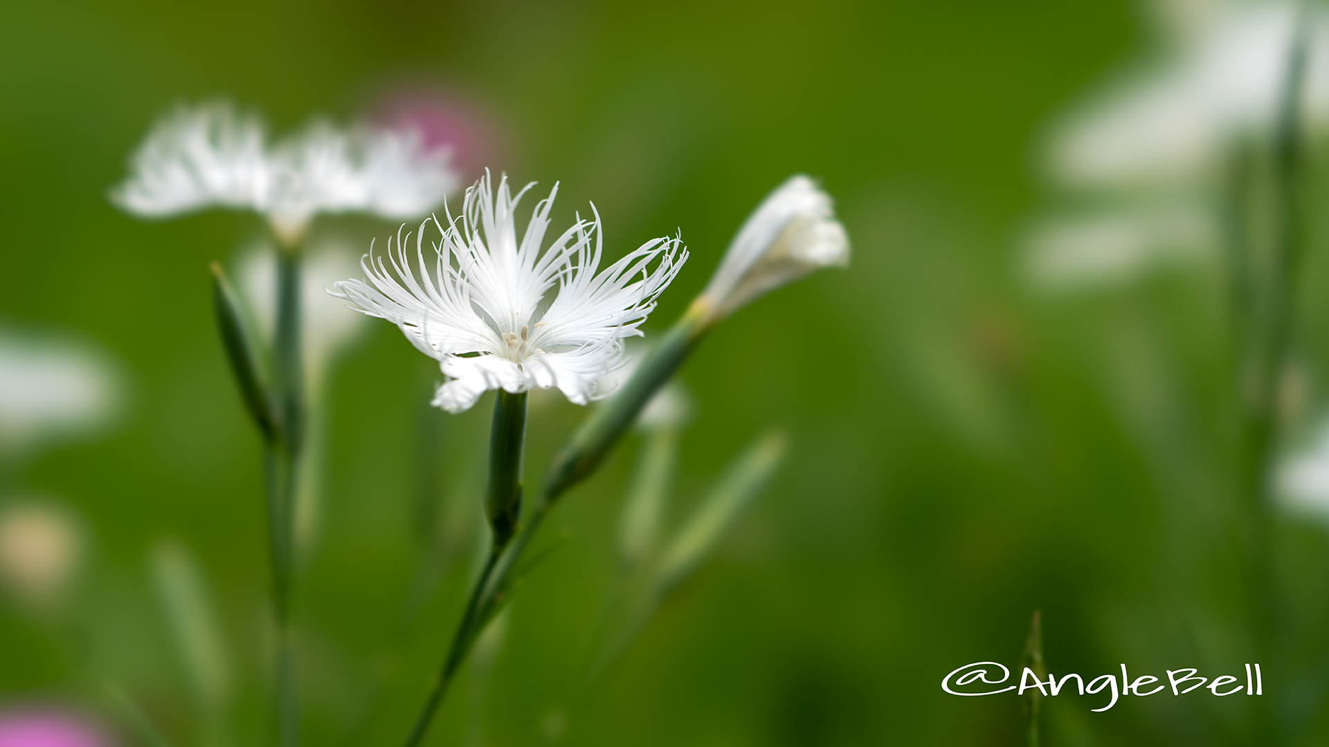 カワラナデシコ Flower Phot5