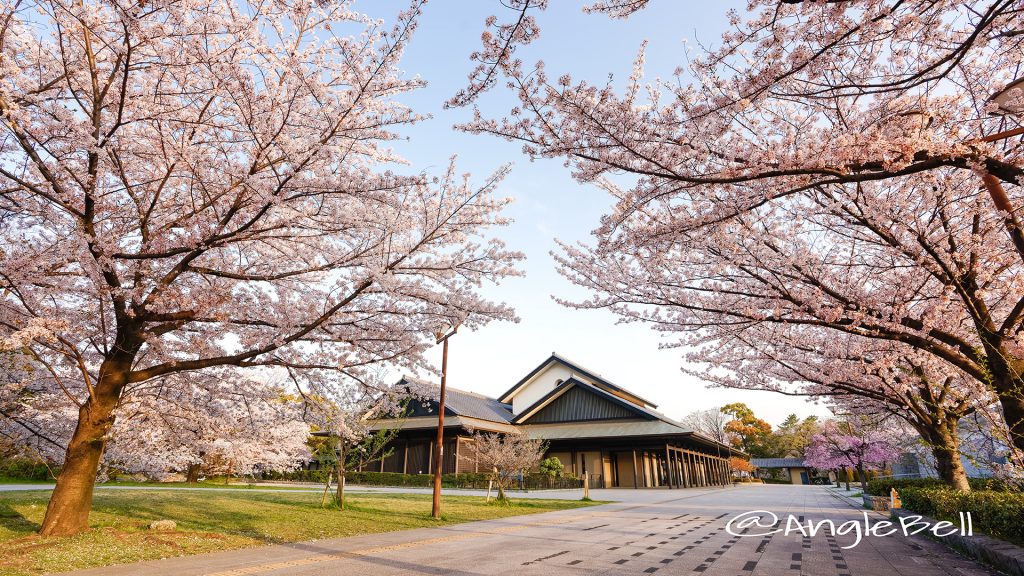 早朝 名古屋能楽堂と桜風景 March 2018